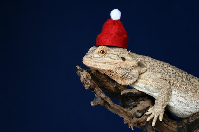 Can bearded dragons eat any fruit?