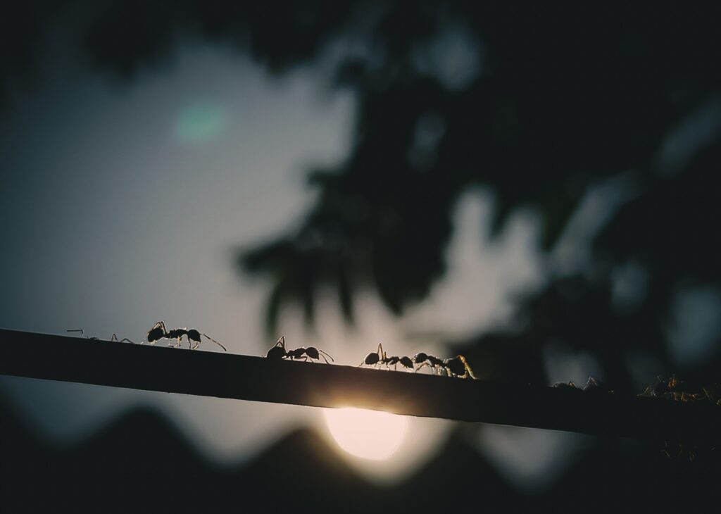 Can Ants feel pain ?