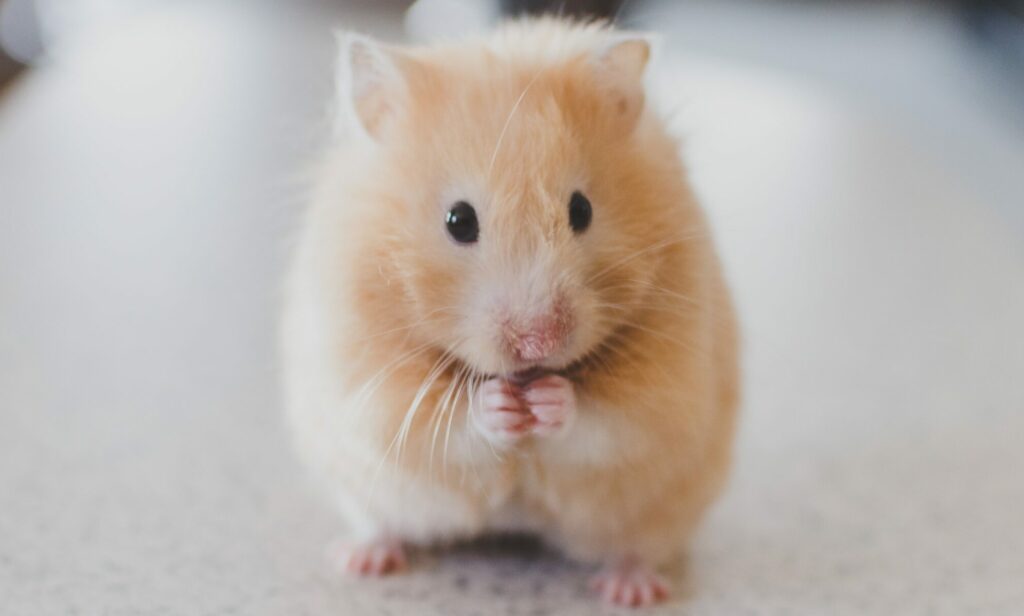 Can a mouse fit under a door