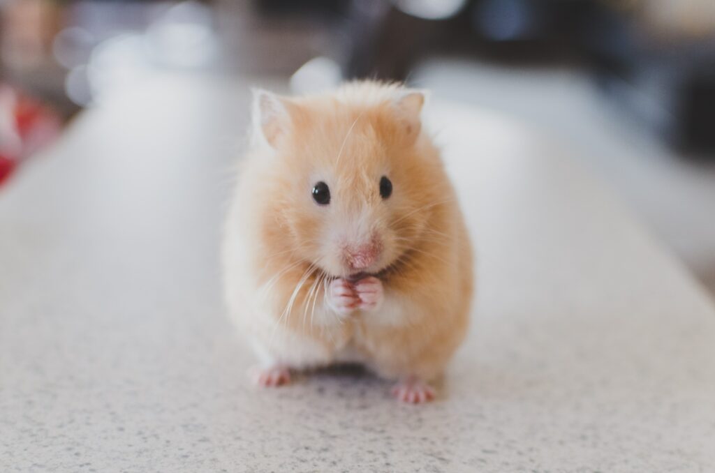 What Can't Mice Chew Through?