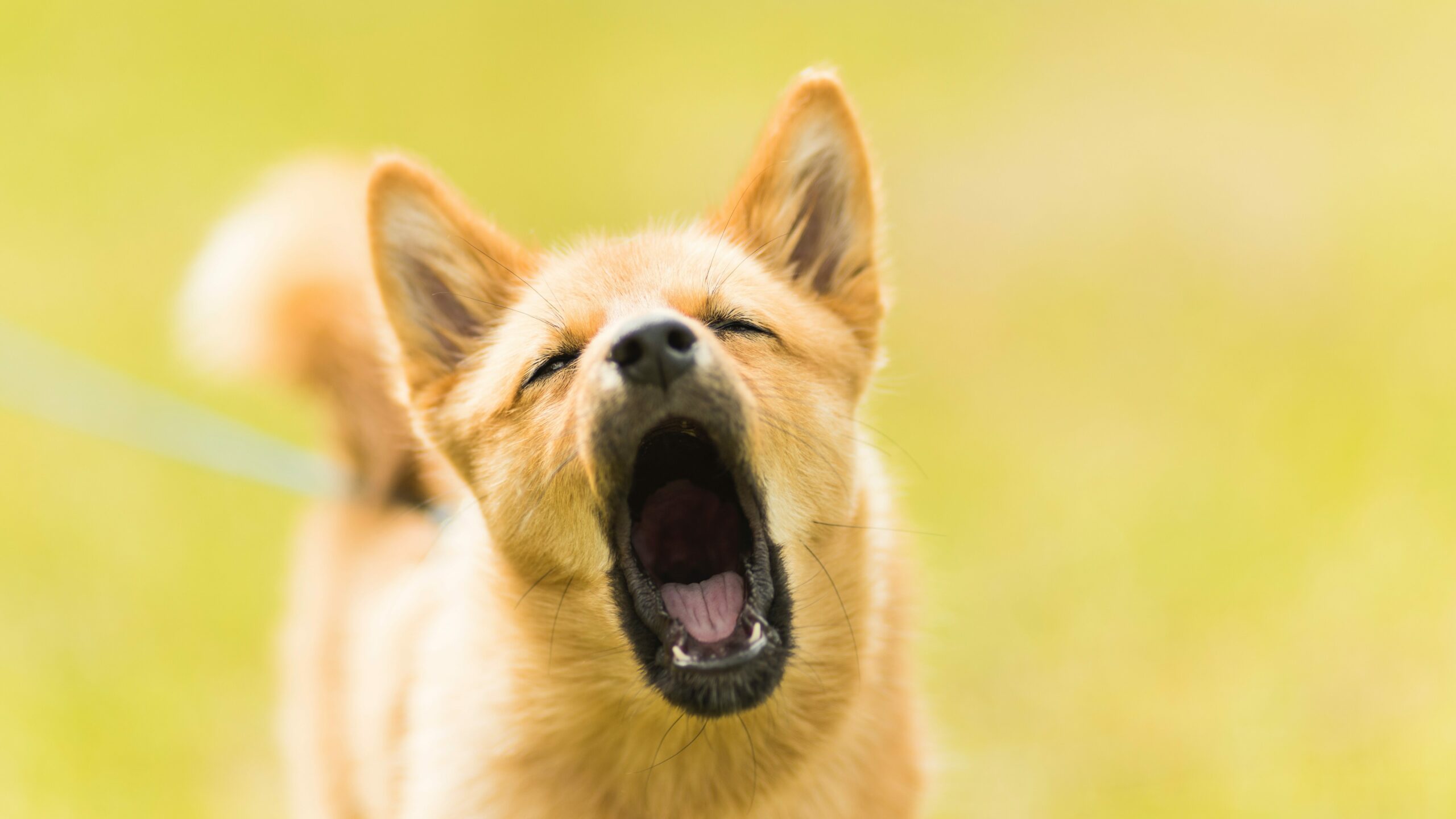 Is it ok to howl with your dog?