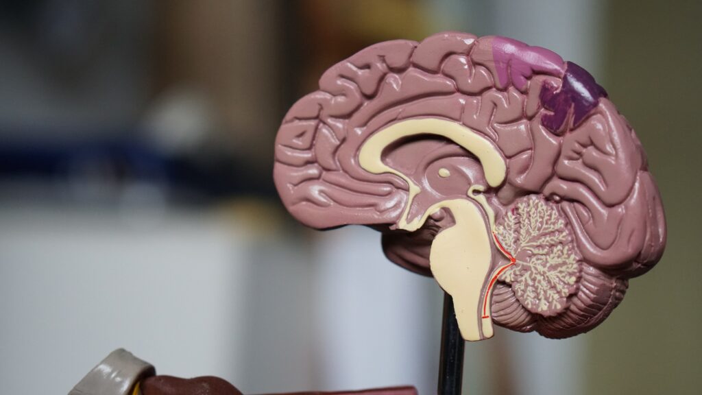 What is the smallest organ in the human body?