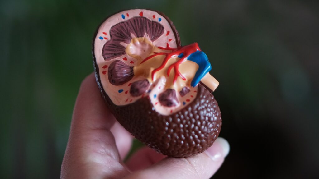 Does Kidney Infection Bloat Your Stomach?