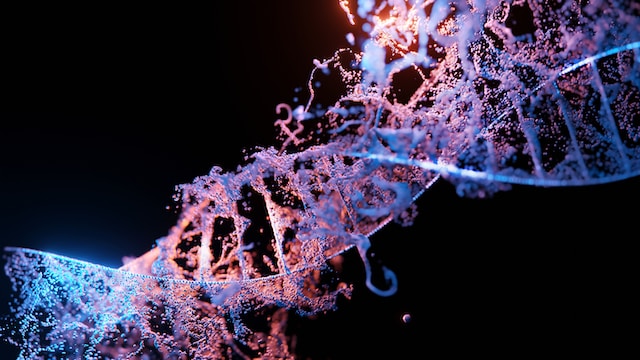 How long does someone's DNA stay inside of you?