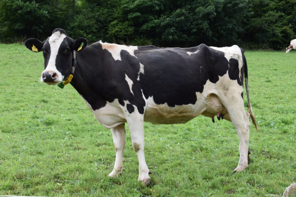 Can you milk a male cow