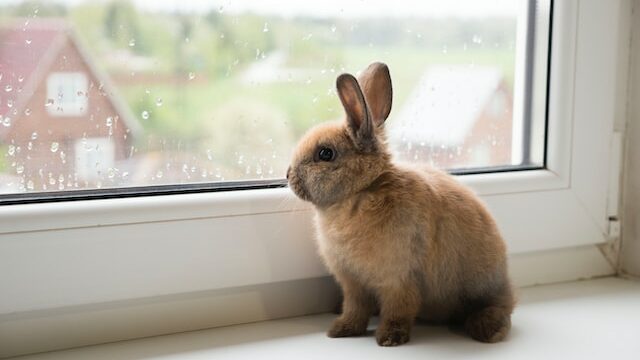 Do female bunnies have periods ?
