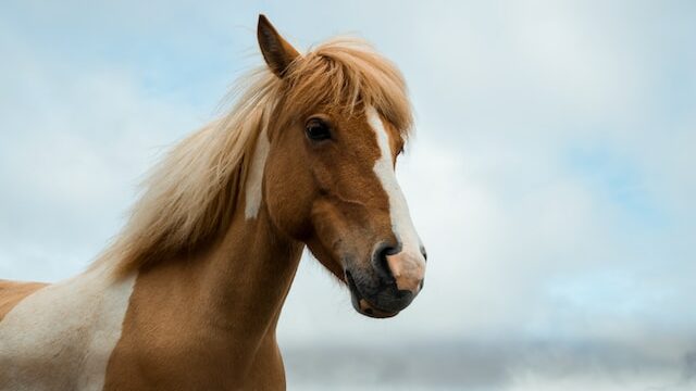 What is the largest breed of horse?