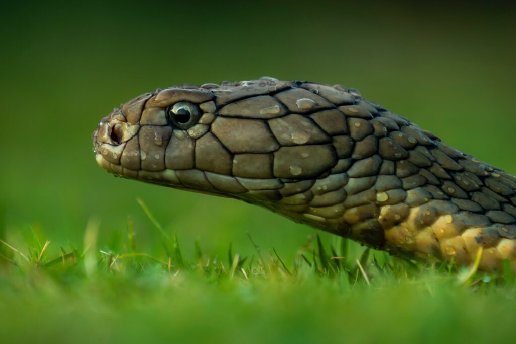 What does lime do to snakes?