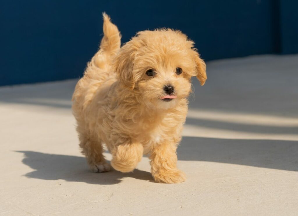 What age do boy puppies start to hump