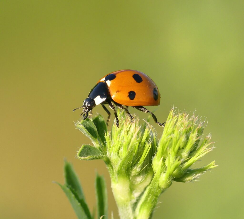What is the world smallest insect