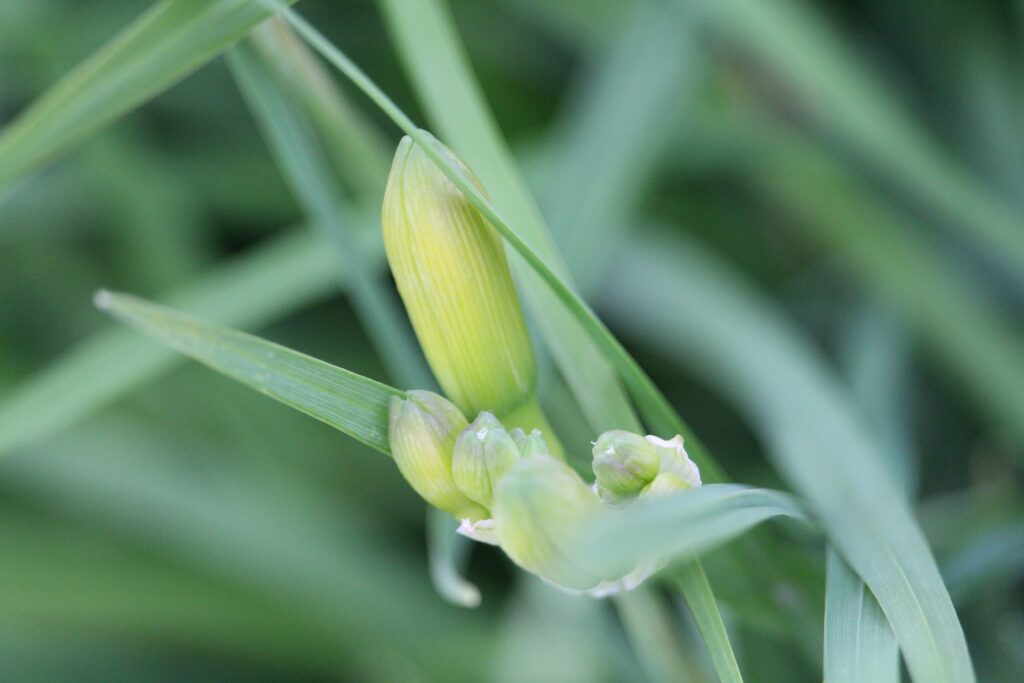 Is blue spider lily real