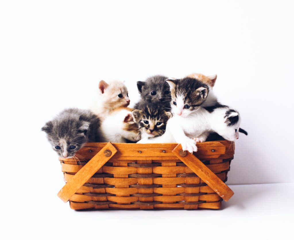 Do all cats eat mice