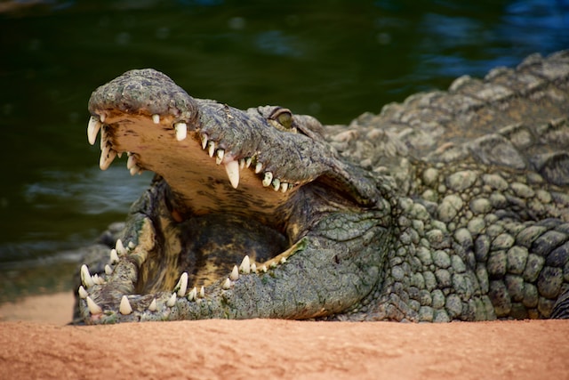 What animals have a bite force of 1000 psi?