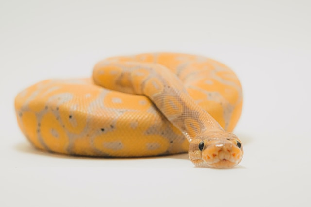 What kind of snake plays dead when you touch it?