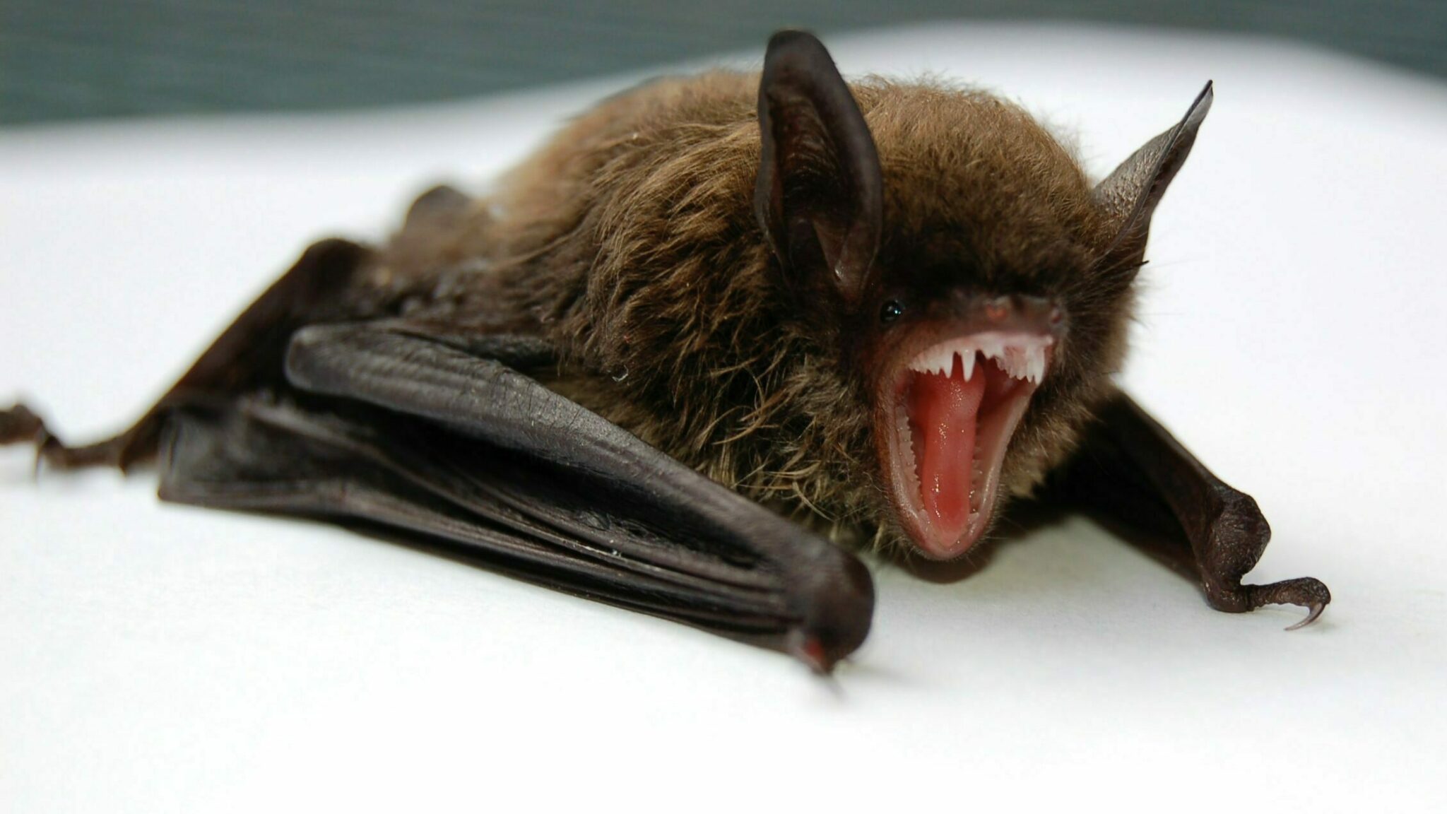 What Does A Little Brown Bat Bite Look Like? Gek Buzz