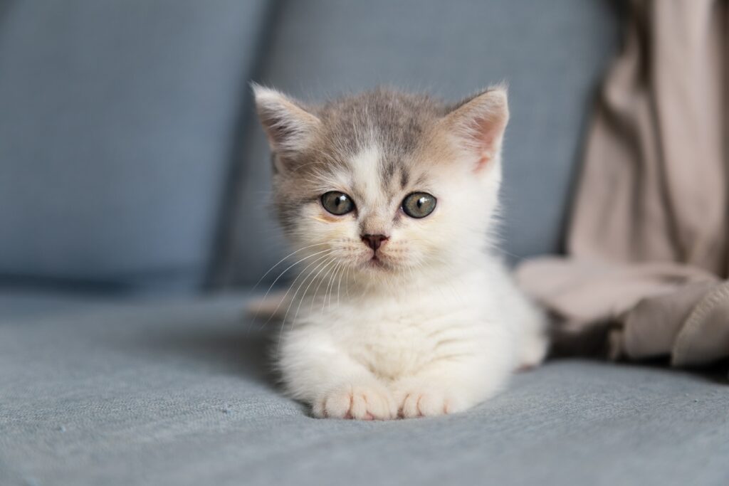 Should you ignore a crying kitten at night