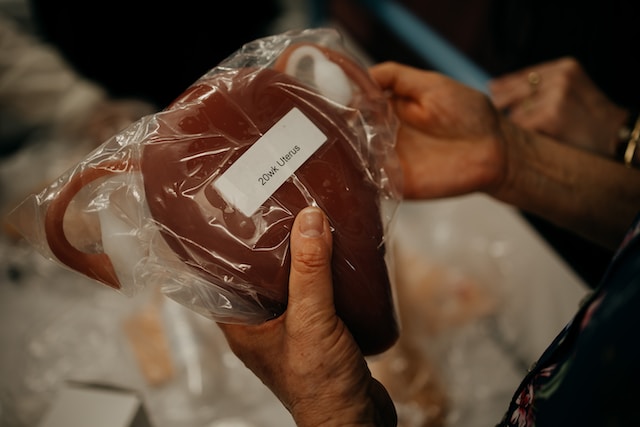 How much does a uterus weigh?