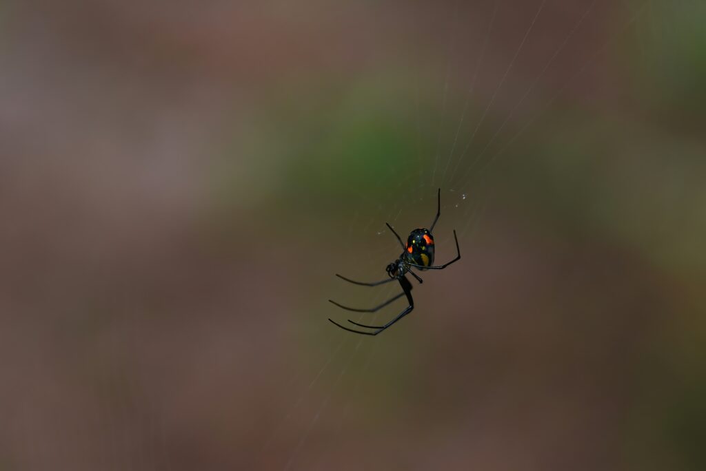 What do black widow babies look like?