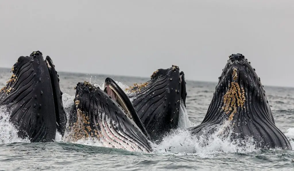 What is a pack of whales called?