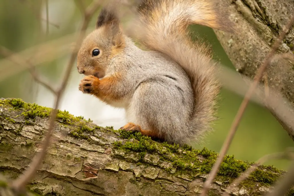 What is a group of squirrels called uk? Gek Buzz