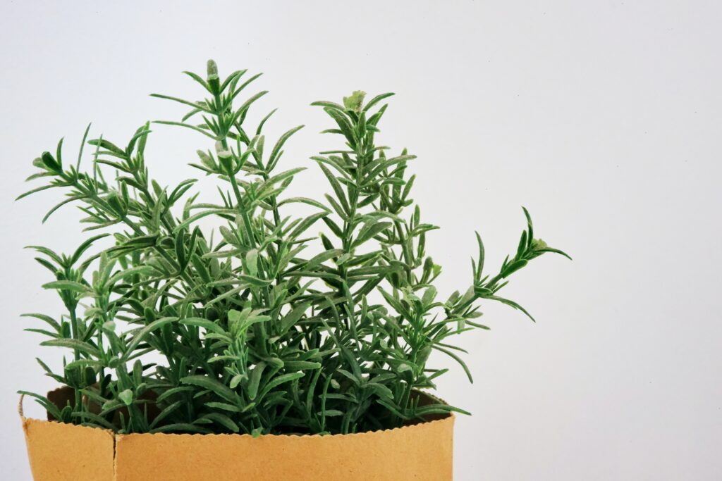 Is the smell of rosemary toxic to cats?